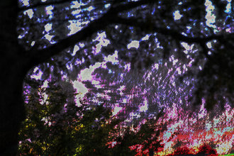 trees